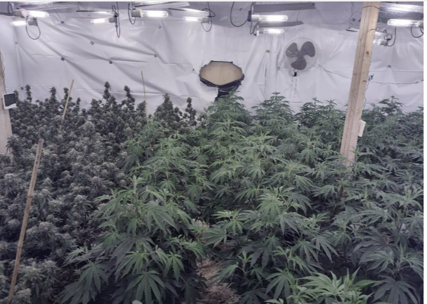 Cannabis farm